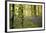 A Woodland Passage-Wild Wonders of Europe-Framed Giclee Print