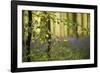 A Woodland Passage-Wild Wonders of Europe-Framed Giclee Print