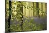 A Woodland Passage-Wild Wonders of Europe-Mounted Giclee Print