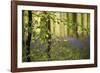 A Woodland Passage-Wild Wonders of Europe-Framed Giclee Print