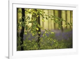 A Woodland Passage-Wild Wonders of Europe-Framed Giclee Print