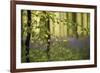 A Woodland Passage-Wild Wonders of Europe-Framed Giclee Print