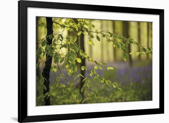 A Woodland Passage-Wild Wonders of Europe-Framed Giclee Print