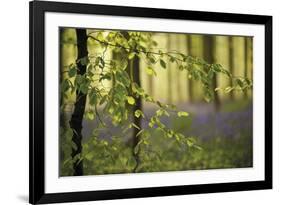 A Woodland Passage-Wild Wonders of Europe-Framed Giclee Print