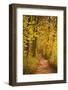 A Woodland Path Near the Chateau Chenonceau Lit Up by the Setting Sun-Julian Elliott-Framed Photographic Print