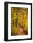 A Woodland Path Near the Chateau Chenonceau Lit Up by the Setting Sun-Julian Elliott-Framed Photographic Print