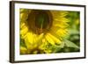 A Work in Progress-Eye Of The Mind Photography-Framed Photographic Print