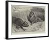 A Wounded Rhinoceros Defending its Young Against a Lion-John Charlton-Framed Giclee Print