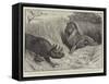 A Wounded Rhinoceros Defending its Young Against a Lion-John Charlton-Framed Stretched Canvas