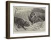 A Wounded Rhinoceros Defending its Young Against a Lion-John Charlton-Framed Giclee Print