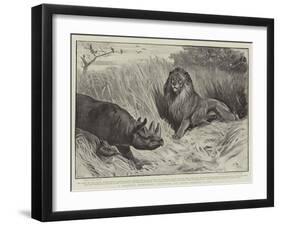 A Wounded Rhinoceros Defending its Young Against a Lion-John Charlton-Framed Giclee Print