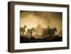 A wrangler herding horses through backlit dust cloud in golden light of sunrise-Sheila Haddad-Framed Photographic Print