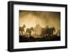 A wrangler herding horses through backlit dust cloud in golden light of sunrise-Sheila Haddad-Framed Photographic Print