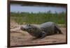 A Yacare caiman (Caiman crocodylus yacare), on a river bank, Cuiaba river, Pantanal, Mato Grosso, B-Sergio Pitamitz-Framed Photographic Print