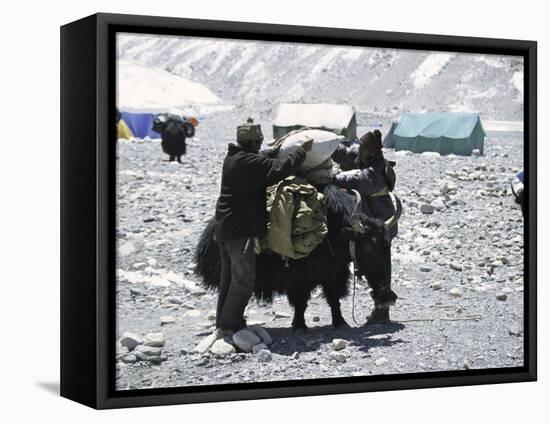 A Yak'Sdays Work, Nepal-Michael Brown-Framed Stretched Canvas