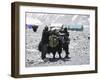 A Yak'Sdays Work, Nepal-Michael Brown-Framed Premium Photographic Print
