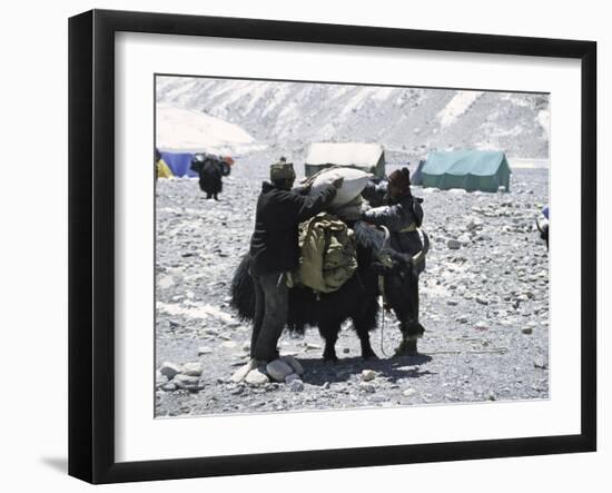 A Yak'Sdays Work, Nepal-Michael Brown-Framed Premium Photographic Print