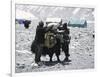 A Yak'Sdays Work, Nepal-Michael Brown-Framed Premium Photographic Print