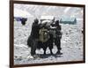 A Yak'Sdays Work, Nepal-Michael Brown-Framed Premium Photographic Print