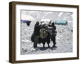 A Yak'Sdays Work, Nepal-Michael Brown-Framed Photographic Print