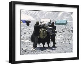 A Yak'Sdays Work, Nepal-Michael Brown-Framed Photographic Print