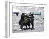 A Yak'Sdays Work, Nepal-Michael Brown-Framed Photographic Print