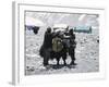 A Yak'Sdays Work, Nepal-Michael Brown-Framed Photographic Print