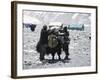 A Yak'Sdays Work, Nepal-Michael Brown-Framed Photographic Print