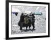 A Yak'Sdays Work, Nepal-Michael Brown-Framed Photographic Print