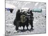 A Yak'Sdays Work, Nepal-Michael Brown-Mounted Photographic Print