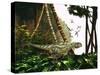 A Yangchuanosaurus Hunts Through Jungle Foliage for Prey-Stocktrek Images-Stretched Canvas