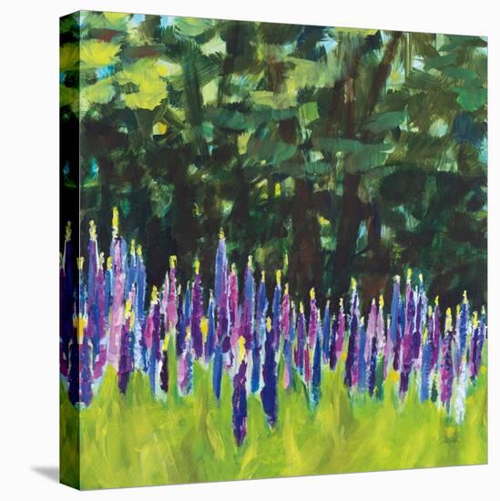 A Year of Lupines-Sue Schlabach-Stretched Canvas