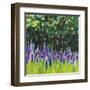 A Year of Lupines-Sue Schlabach-Framed Art Print