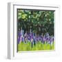 A Year of Lupines-Sue Schlabach-Framed Art Print