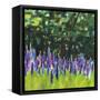 A Year of Lupines-Sue Schlabach-Framed Stretched Canvas