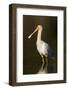 A Yellow-Billed Spoonbill in a Southwest Australian Wetland-Neil Losin-Framed Photographic Print