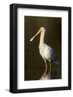A Yellow-Billed Spoonbill in a Southwest Australian Wetland-Neil Losin-Framed Photographic Print