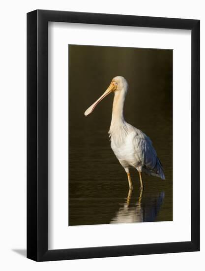 A Yellow-Billed Spoonbill in a Southwest Australian Wetland-Neil Losin-Framed Photographic Print