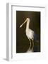 A Yellow-Billed Spoonbill in a Southwest Australian Wetland-Neil Losin-Framed Photographic Print