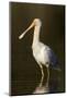 A Yellow-Billed Spoonbill in a Southwest Australian Wetland-Neil Losin-Mounted Photographic Print