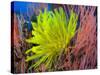 A Yellow Crinoid Feather Star Against Red Fan Coral, Papua New Guinea-Stocktrek Images-Stretched Canvas