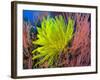 A Yellow Crinoid Feather Star Against Red Fan Coral, Papua New Guinea-Stocktrek Images-Framed Photographic Print