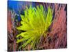 A Yellow Crinoid Feather Star Against Red Fan Coral, Papua New Guinea-Stocktrek Images-Stretched Canvas