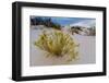 A Yellow Flowering Plant in the Amazing Surreal White Sands of New Mexico-Richard McMillin-Framed Photographic Print