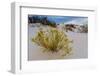 A Yellow Flowering Plant in the Amazing Surreal White Sands of New Mexico-Richard McMillin-Framed Photographic Print