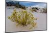 A Yellow Flowering Plant in the Amazing Surreal White Sands of New Mexico-Richard McMillin-Mounted Photographic Print