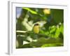 A Yellow-Lored Tody Flycatcher on a Branch in the Atlantic Rainforest in Ubatuba, Brazil-Alex Saberi-Framed Photographic Print