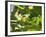 A Yellow-Lored Tody Flycatcher on a Branch in the Atlantic Rainforest in Ubatuba, Brazil-Alex Saberi-Framed Photographic Print