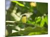 A Yellow-Lored Tody Flycatcher on a Branch in the Atlantic Rainforest in Ubatuba, Brazil-Alex Saberi-Mounted Photographic Print