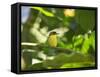 A Yellow-Lored Tody Flycatcher on a Branch in the Atlantic Rainforest in Ubatuba, Brazil-Alex Saberi-Framed Stretched Canvas